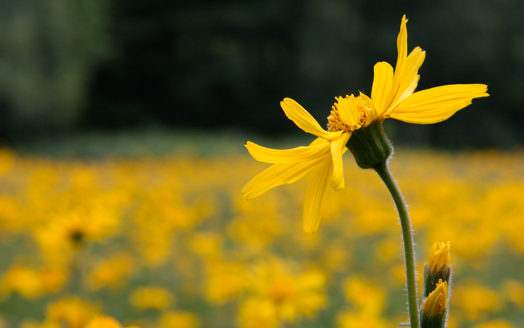 arnica arnica