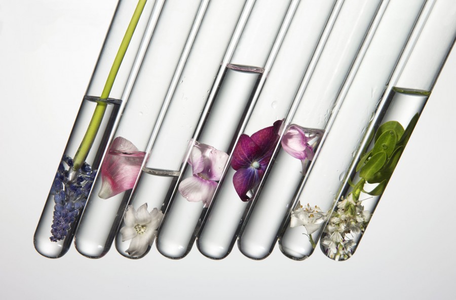 Fiori di Bach: uno per ogni emozione