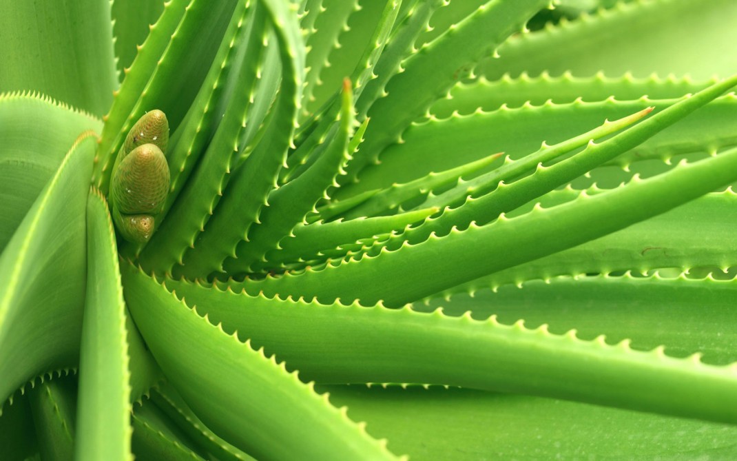 aloe aloe