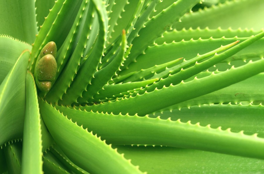 Aloe delle meraviglie