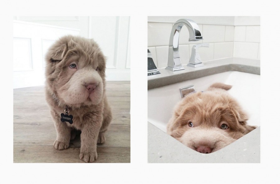 Tonkey, il cucciolo di Shar Pei star di Instagram
