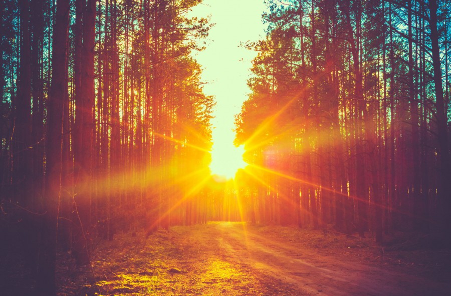 Gli alberi sulla Terra sono più del previsto: 422 per ogni abitante del pianeta