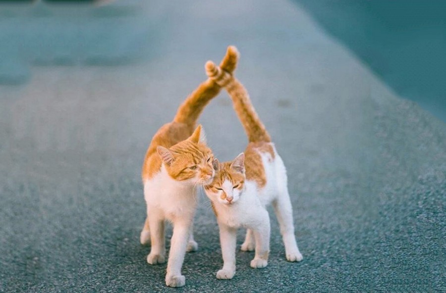 Giornata Mondiale del Gatto: il 17 febbraio si festeggiano i felini