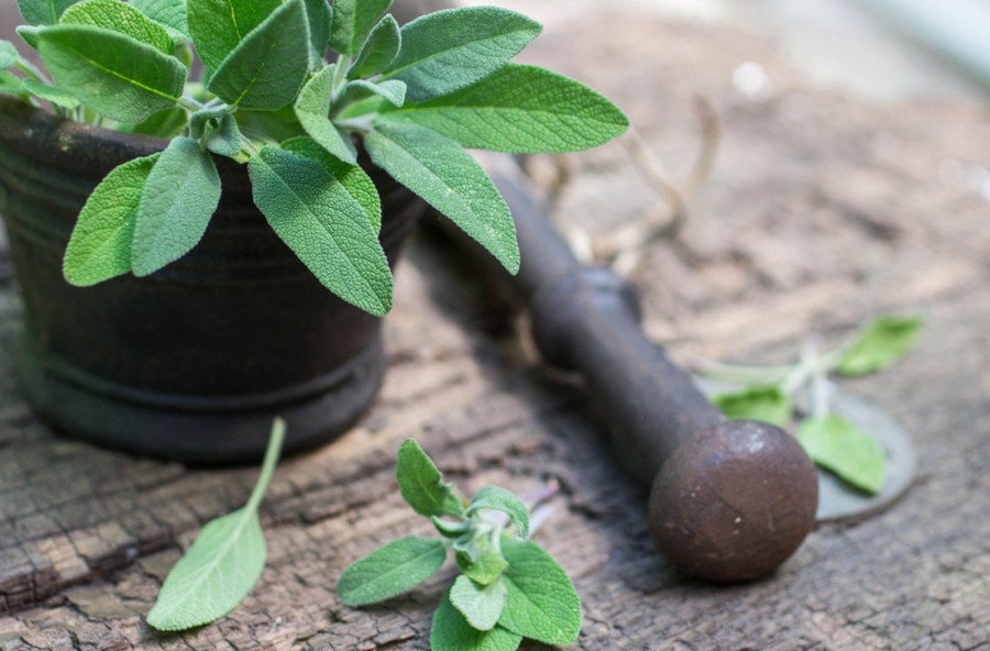 Salvia contro i disturbi femminili, dalle vampate alla cellulite