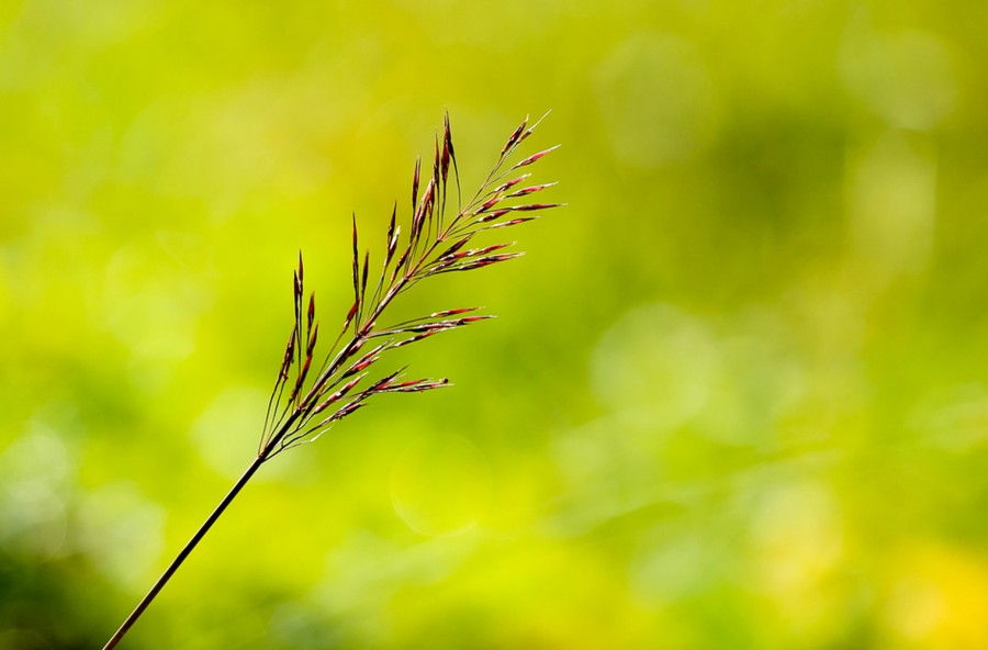 Gramigna per dire addio a gonfiori e cellulite