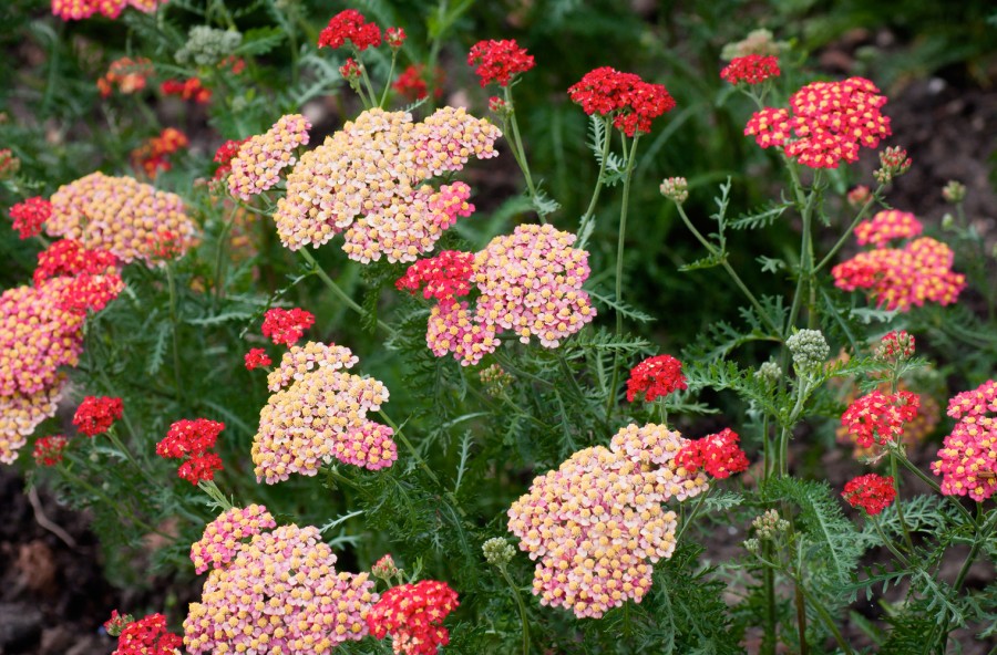 Achillea millefoglie: per una remise en forme completa