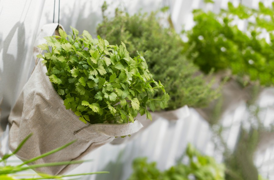 Prezzemolo, per gambe leggere e pressione OK