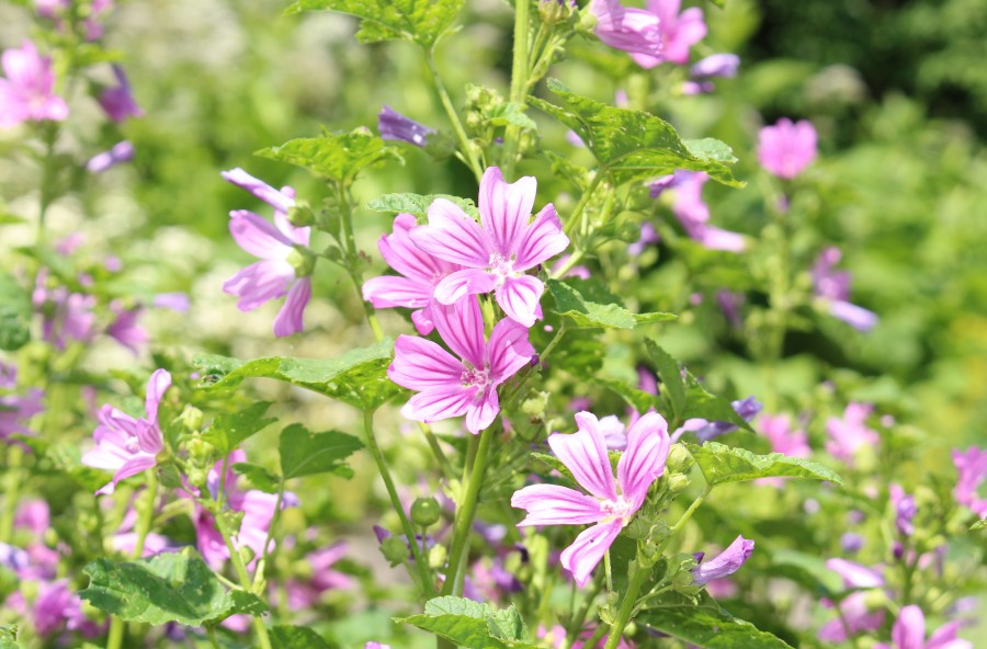 Malva blu, calmante e antirossori