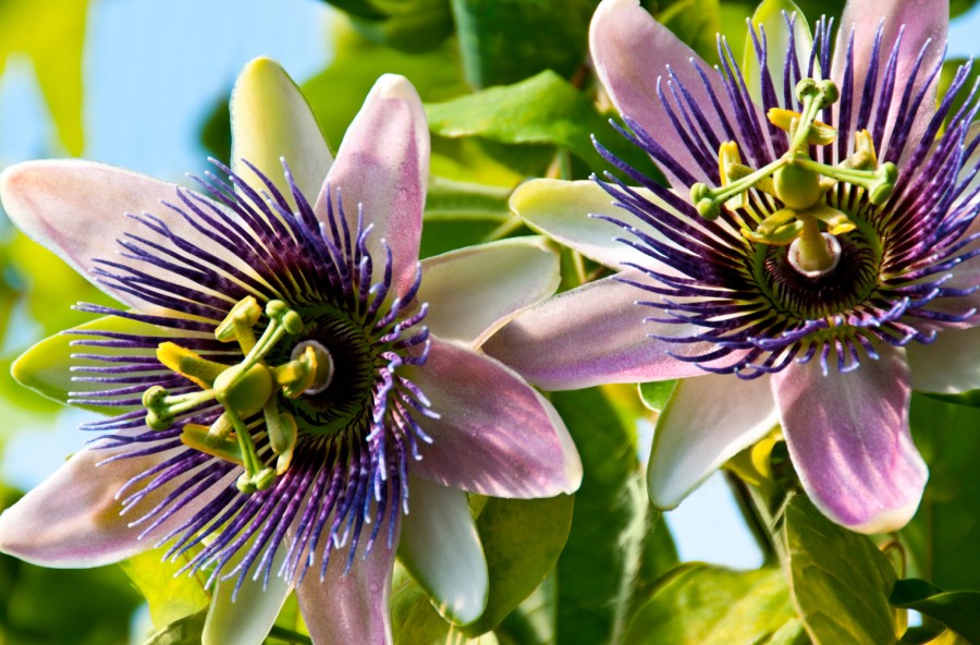 Passiflora per chi è a dieta: depura e calma la fame nervosa