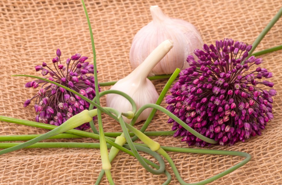 Aglio: come un farmaco (o quasi). Scopri proprietà, indicazioni, dosi