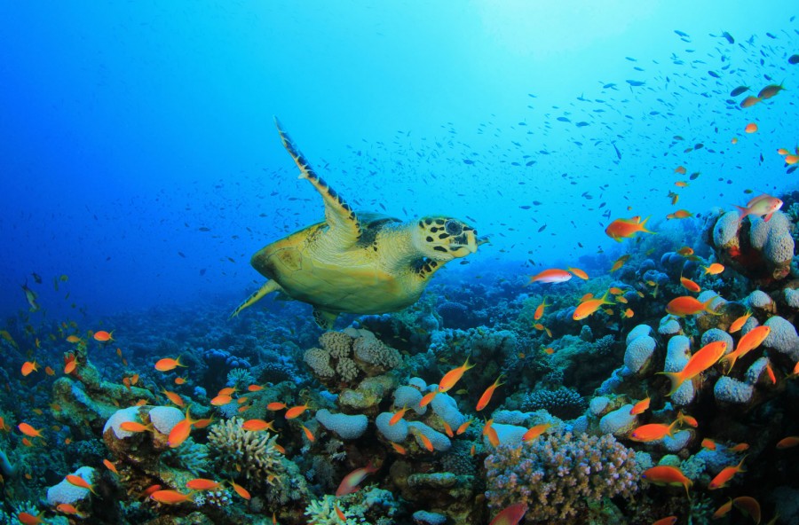 8 giugno: Giornata mondiale degli Oceani
