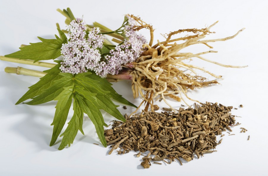Valeriana contro l’insonnia. E non solo