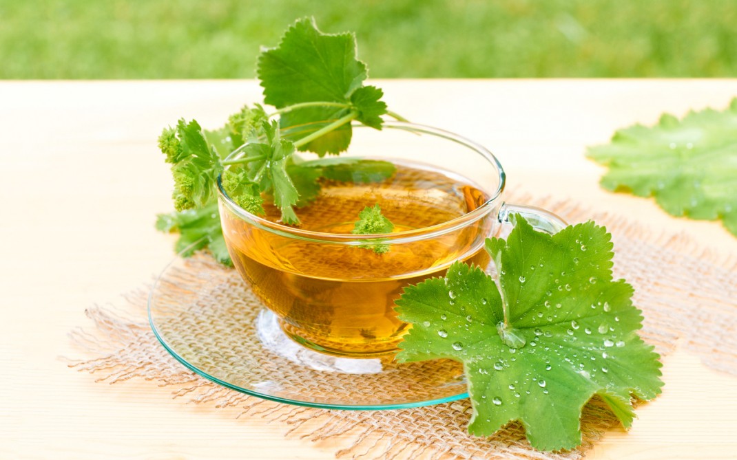 alchemilla alchemilla