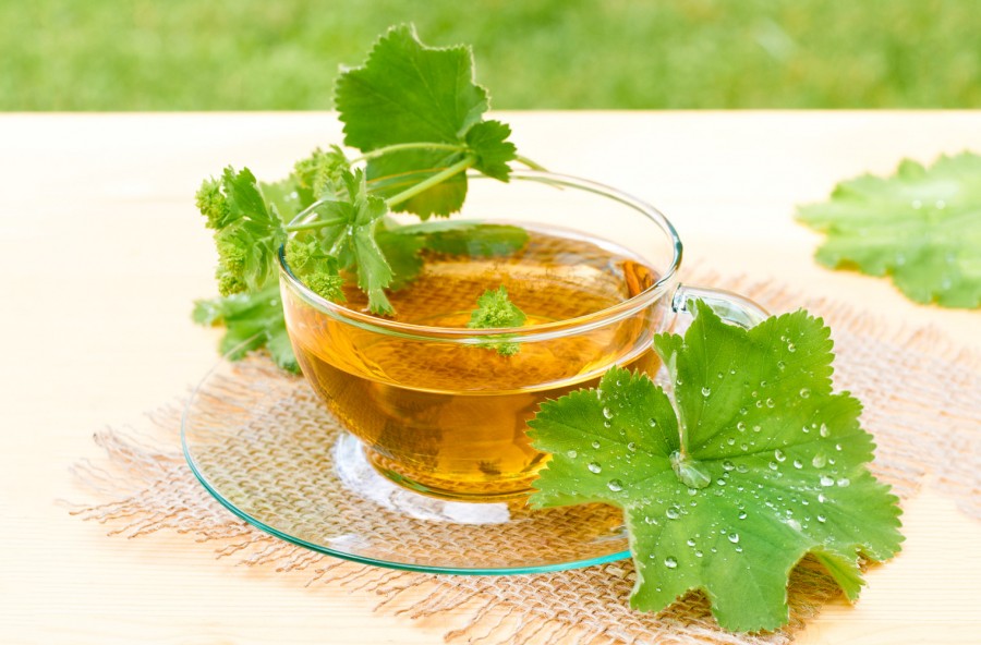 Alchemilla per i dolori mestruali