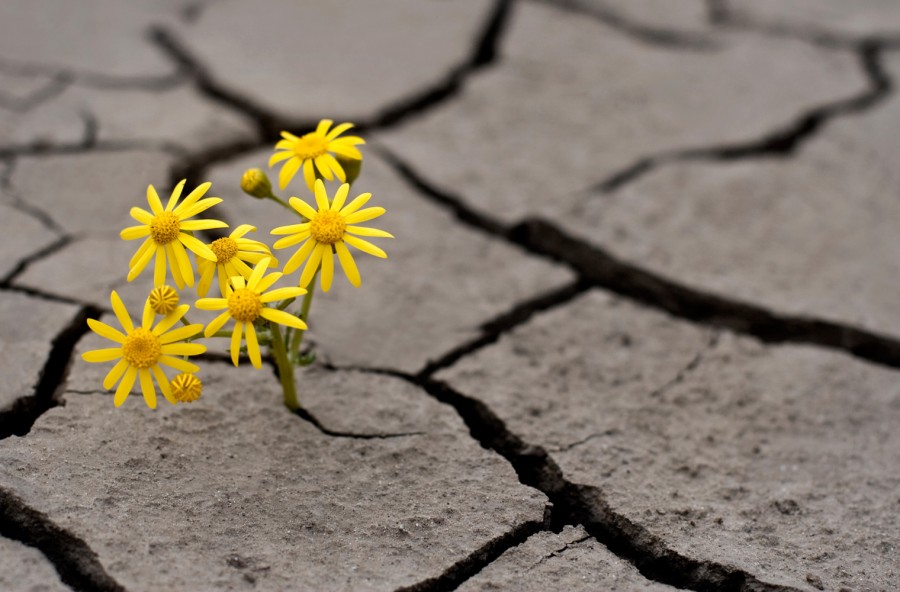 Resilienza: così le difficoltà non ti fanno più paura