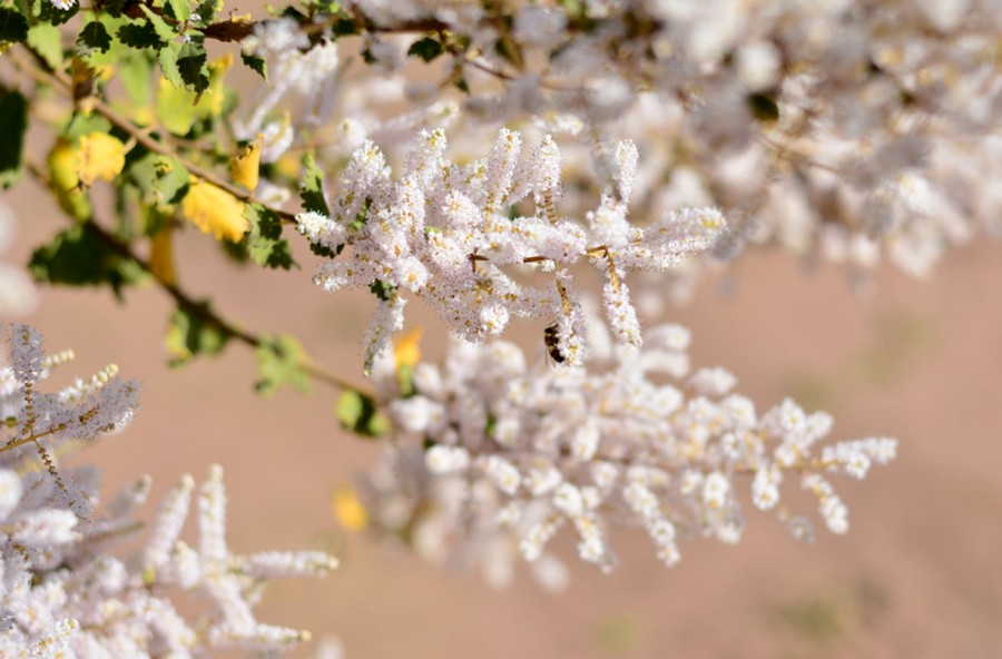 Mirra: per idratare e tonificare la pelle. Anche la più sensibile
