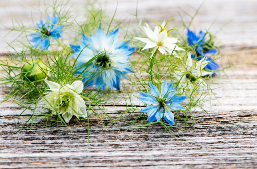 Nigella: così dici addio al mal di testa