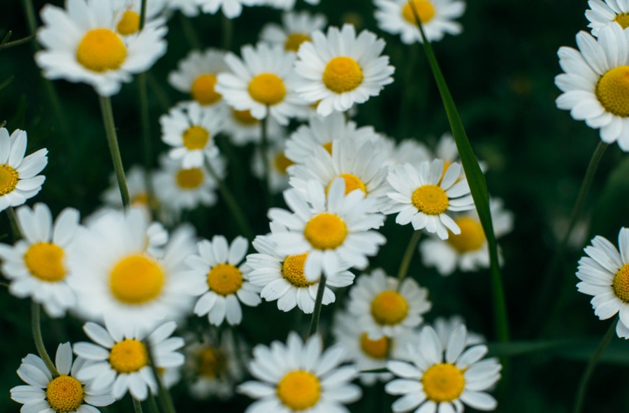 Colite: stop a gonfiori e tensioni con il partenio