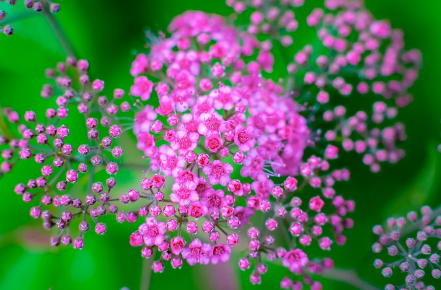 Spirea Ulmaria, l’aspirina vegetale
