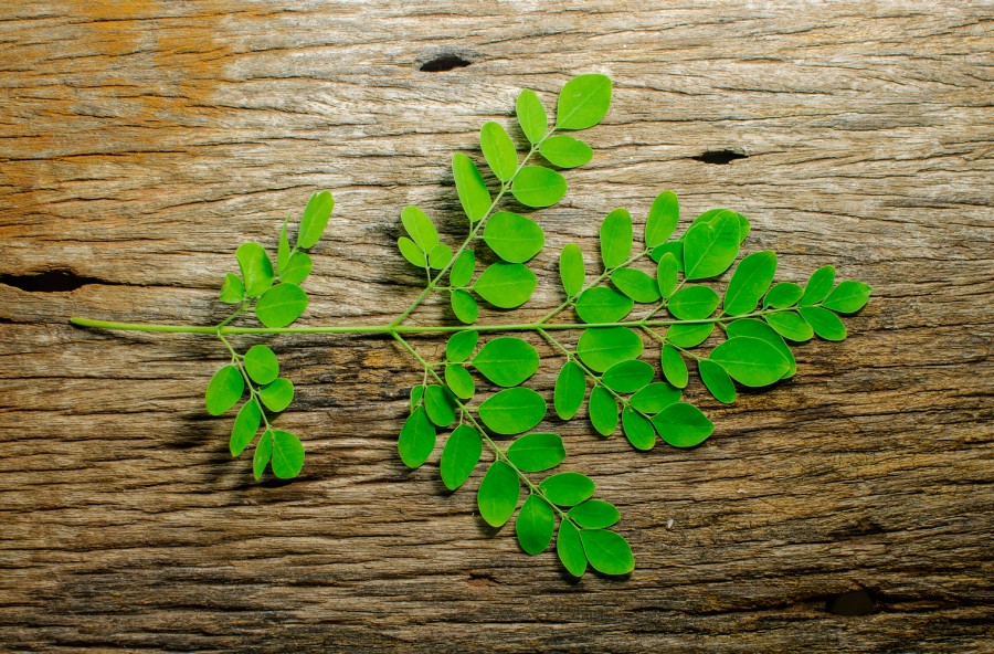 Moringa, una pianta che fa “miracoli”