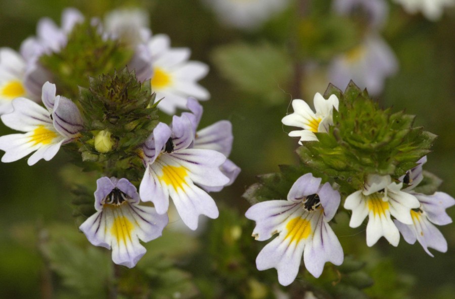 Eufrasia, la migliore alleata dei tuoi occhi