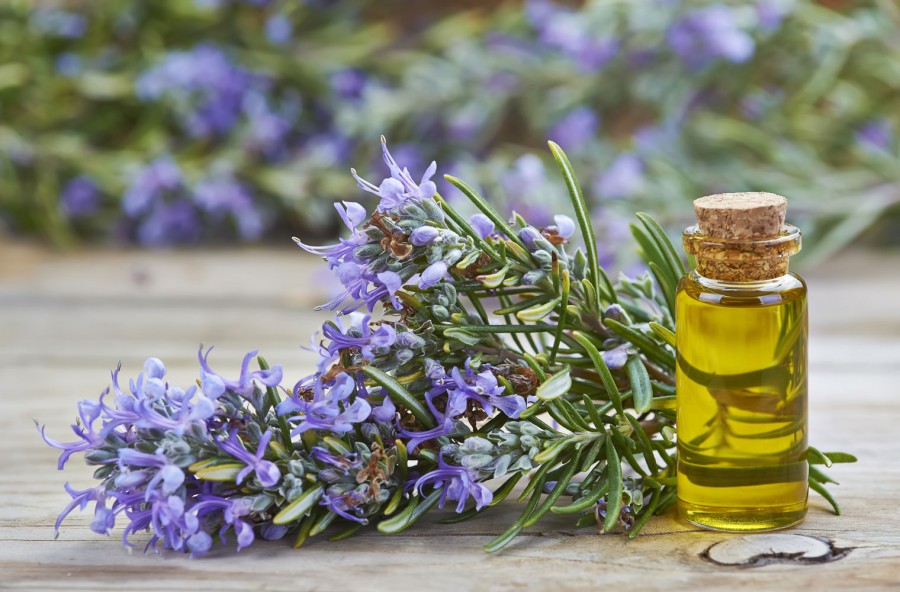 Olio essenziale di rosmarino: energia e buonumore per chi è a dieta
