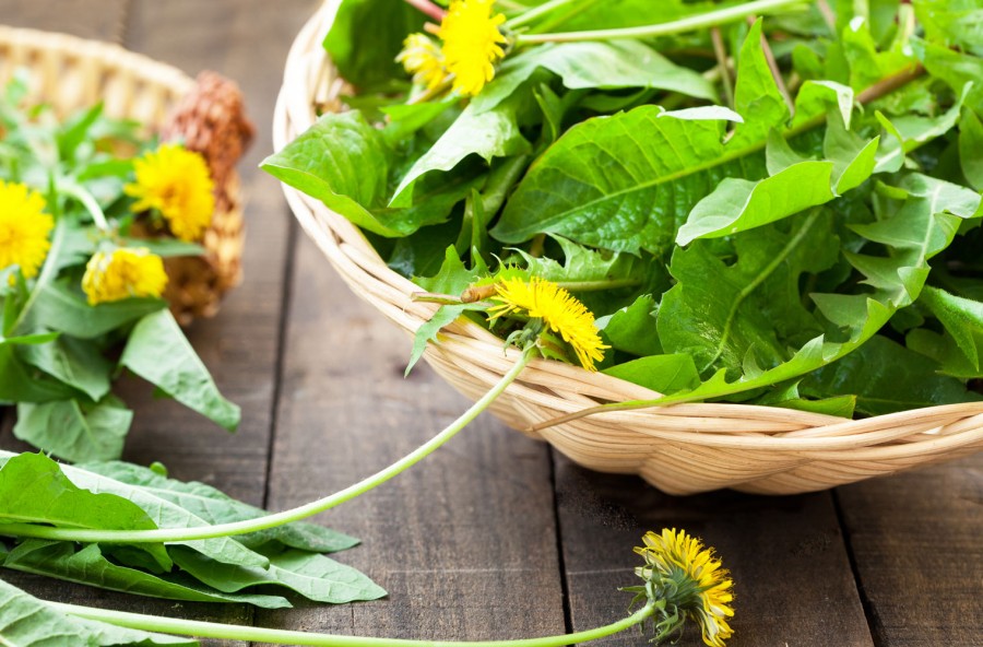 Tarassaco, l’alleato della dieta