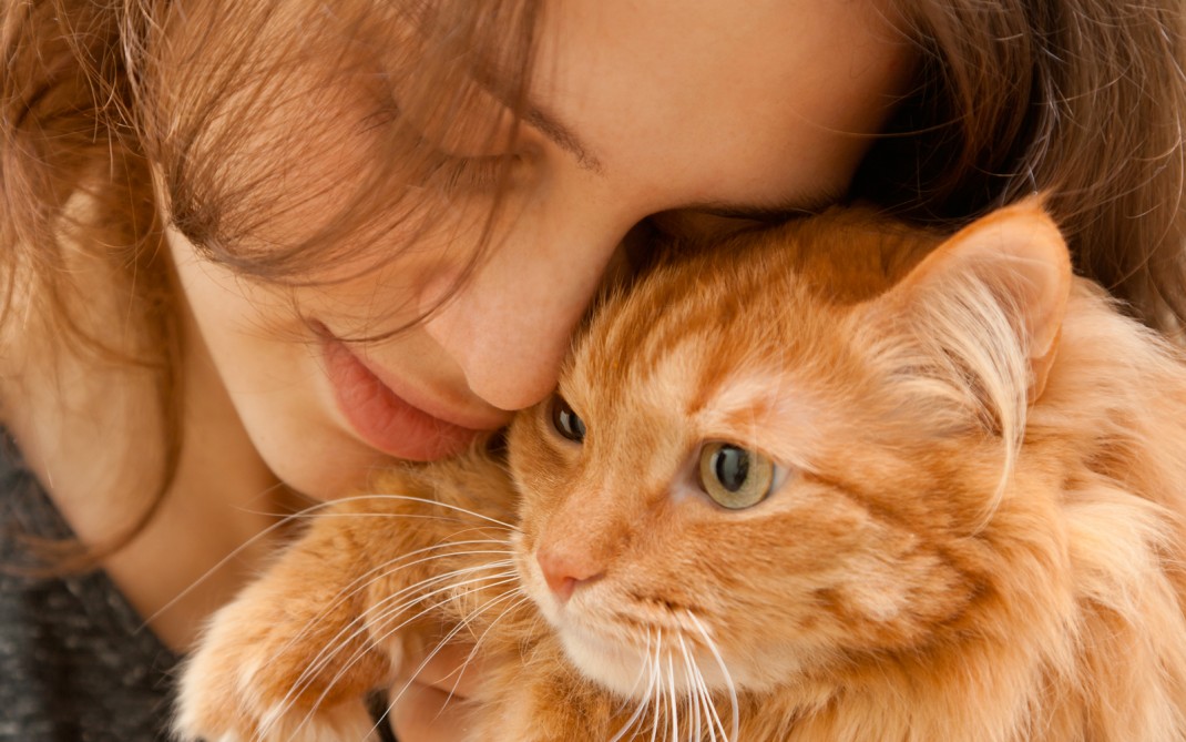 gatto gatto