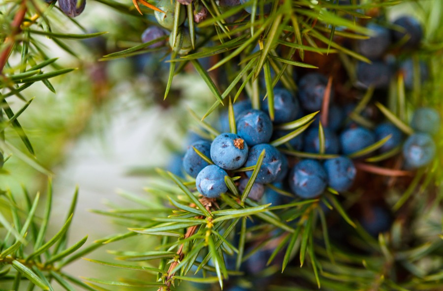 Bacche di ginepro: la tisana è detox e attiva-metabolismo