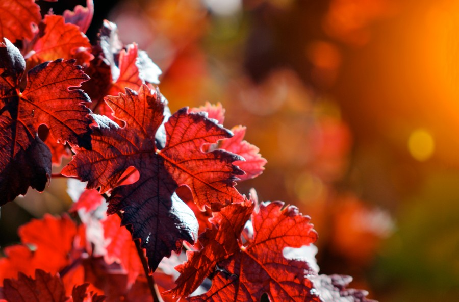 Vite rossa per la pelle sensibile. E non solo…