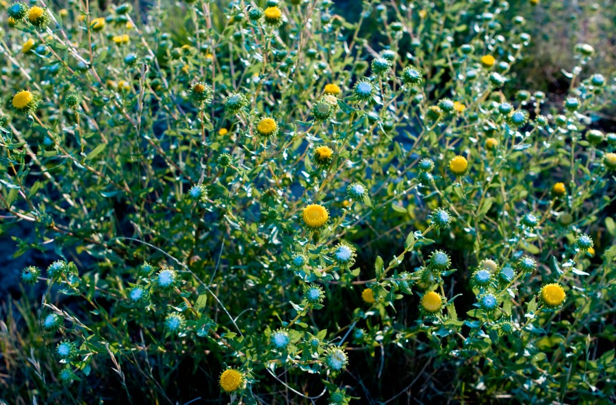 Grindelia per ritrovare la voce