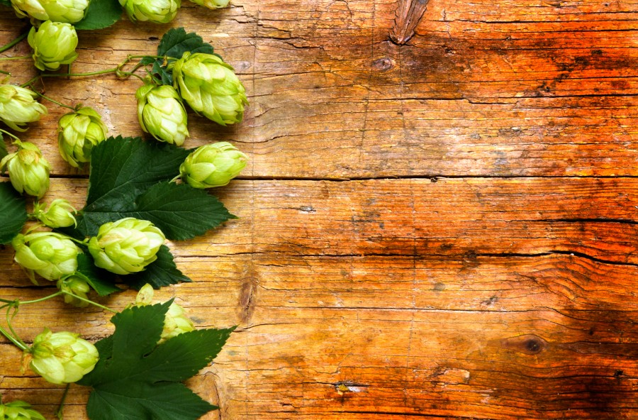 Luppolo: calmante e antiansia, anche contro la sindrome premestruale