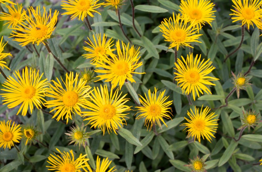 Capelli: via la forfora con l’enula campana