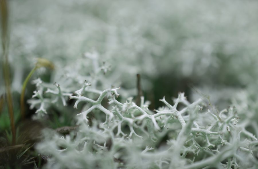 Tosse: combattila con l’infuso di lichene islandico