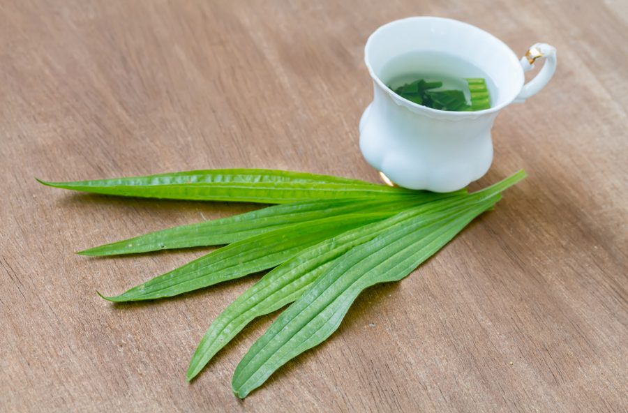 Piantaggine: prova la tisana contro l’influenza