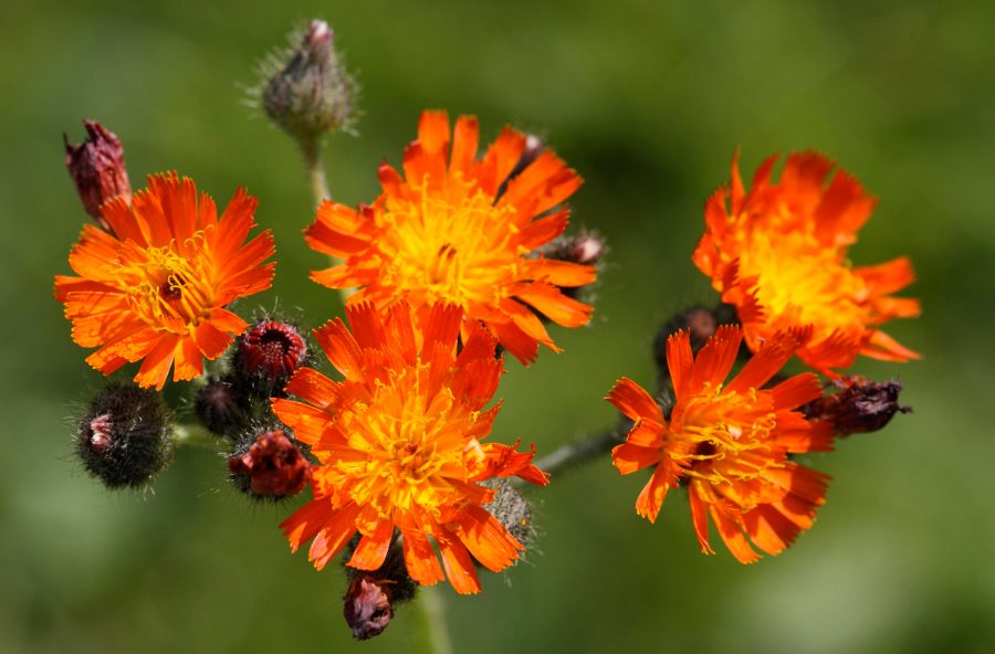 Pilosella per chi è a dieta. E soffre di cellulite