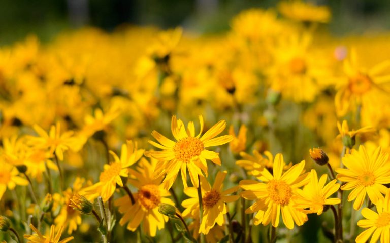 arnica arnica