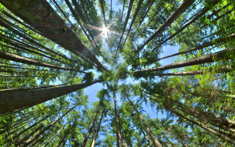 Fisheye HDR view looking directly up in dense Canadian pine forest with sun glaring in clear blue sky as trees reach for the sky