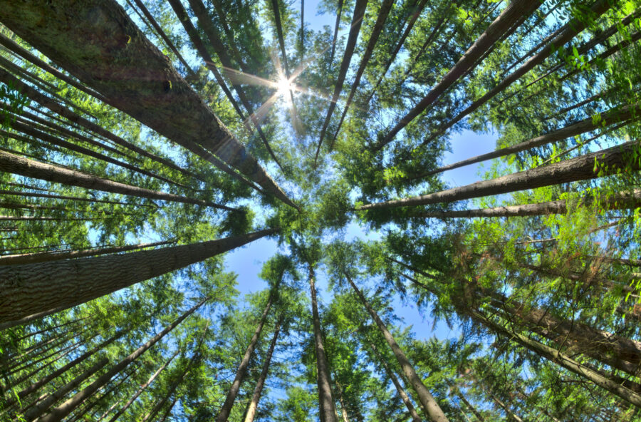 Stop al dolore con il gemmoderivato di pino