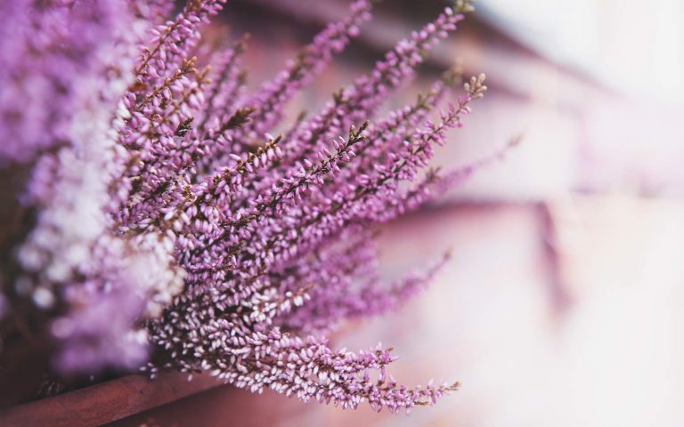tisana-erica tisana-erica