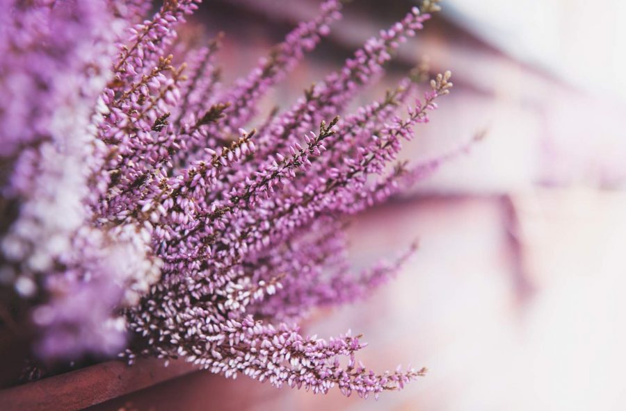 Tisana di erica contro l’insonnia da stress