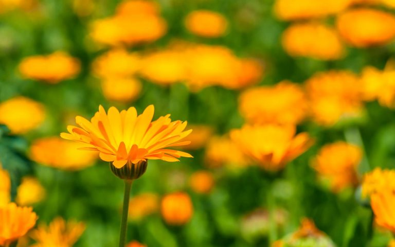 calendula
