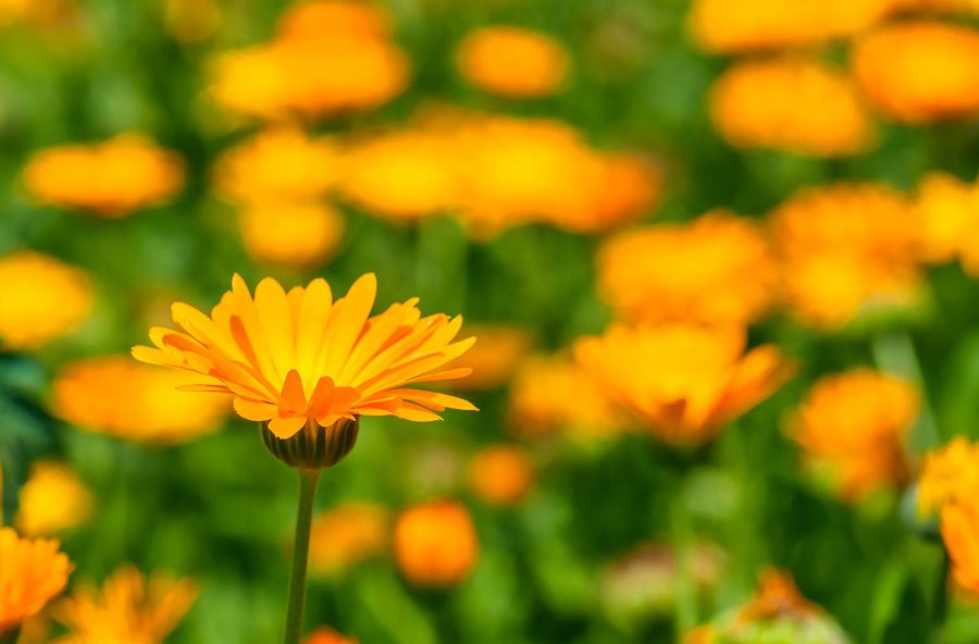 Calendula, detox e anticellulite