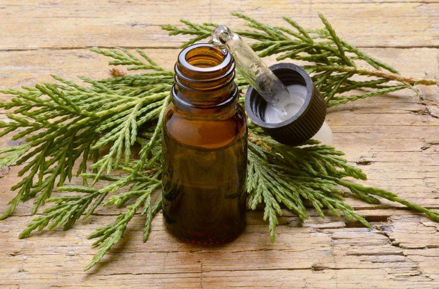 Mente più sprint con l’olio essenziale di cipresso