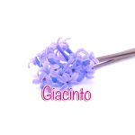 Hyacinth flower isolated on white background Hyacinth flower isolated on white background