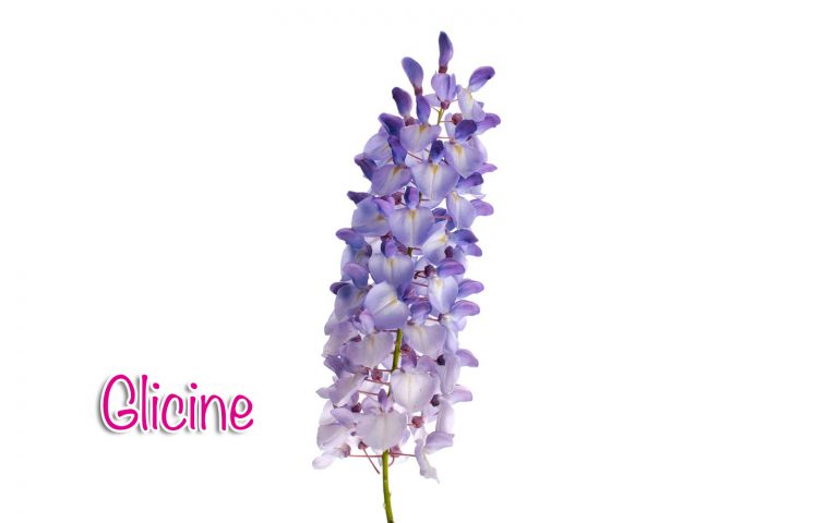 Glicine Glicine