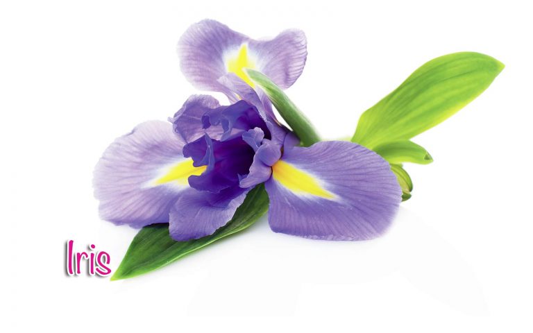 iris (1)