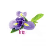 iris iris