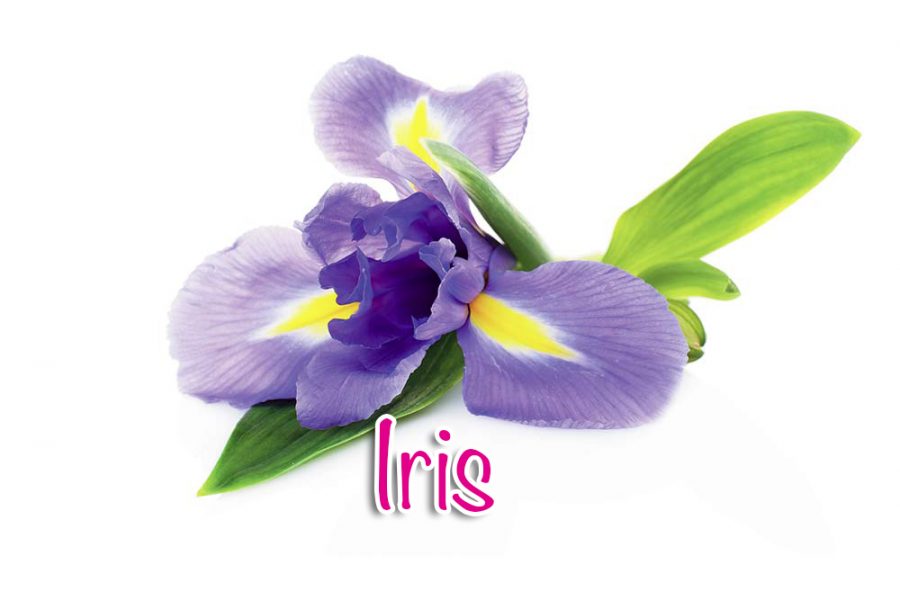 Iris