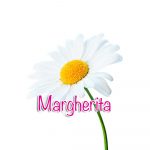 margherita margherita